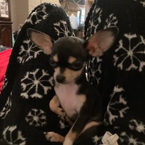 Meet your Posher, Celeste